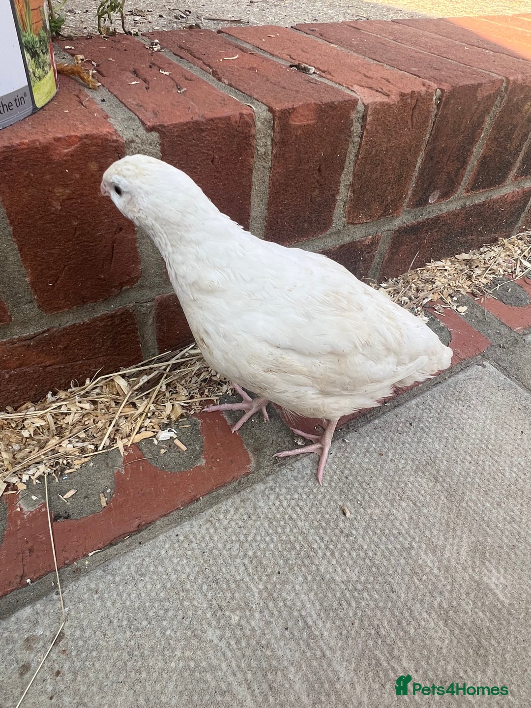 Quail poultry for sale: White Quail - Healthy & Active - Image 5