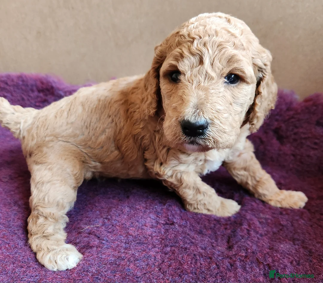 Cockapoo dogs for sale: Cockapoo Puppies,  stunning colours  - Advert 5
