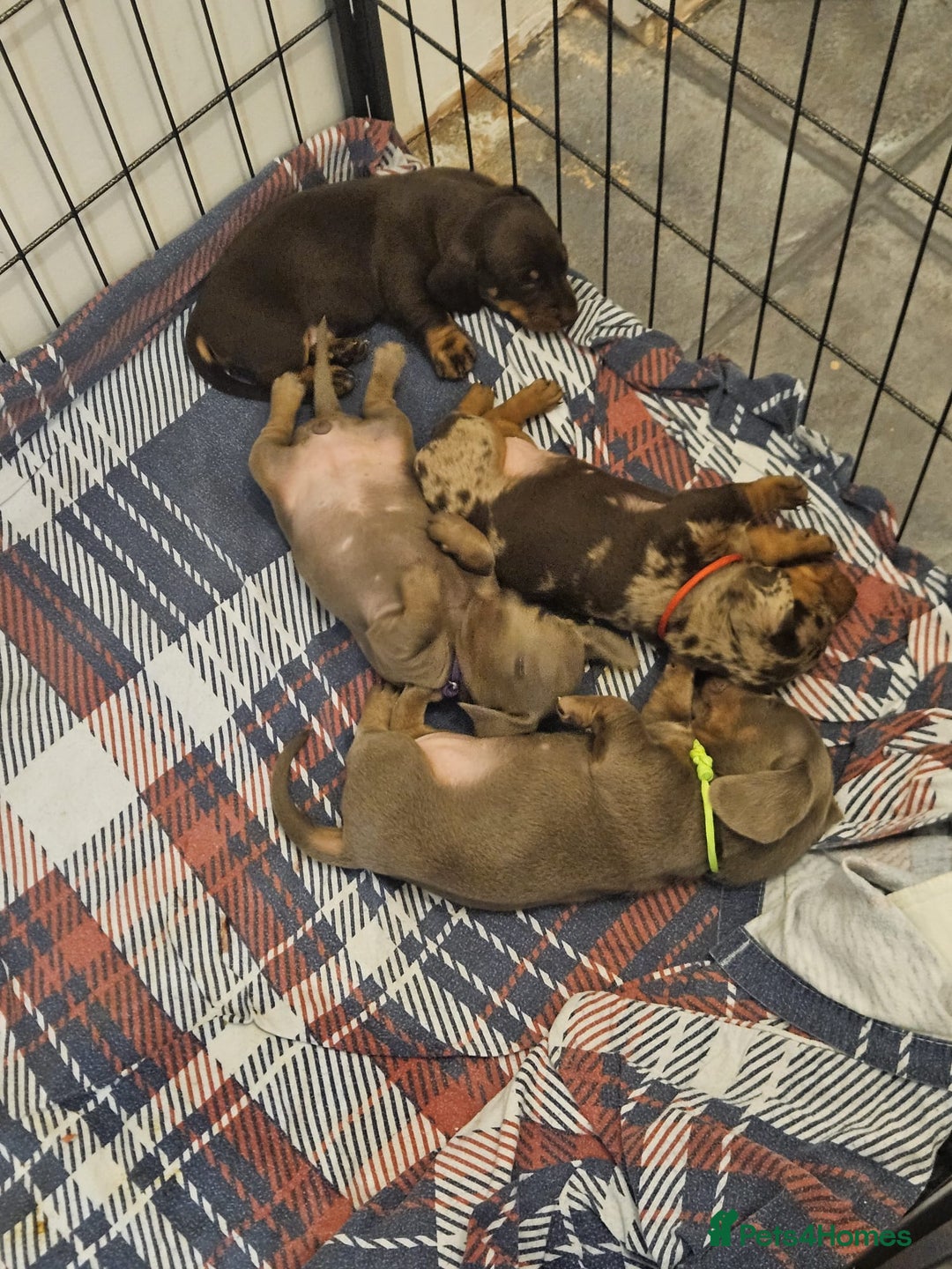 Miniature Dachshund dogs for sale: Miniture dachhund - Advert 7