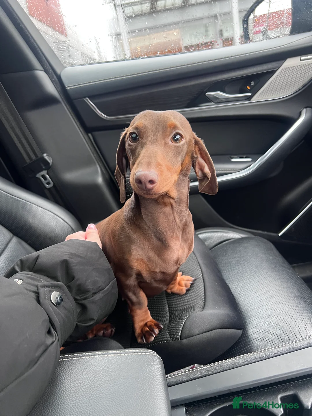 Miniature Dachshund dogs for sale: Miniature Dachshund   - Advert 2