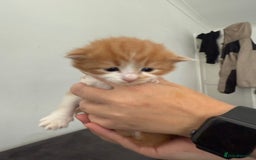 Bengal cats for sale: Mixed Bengal Kittens - Image 7
