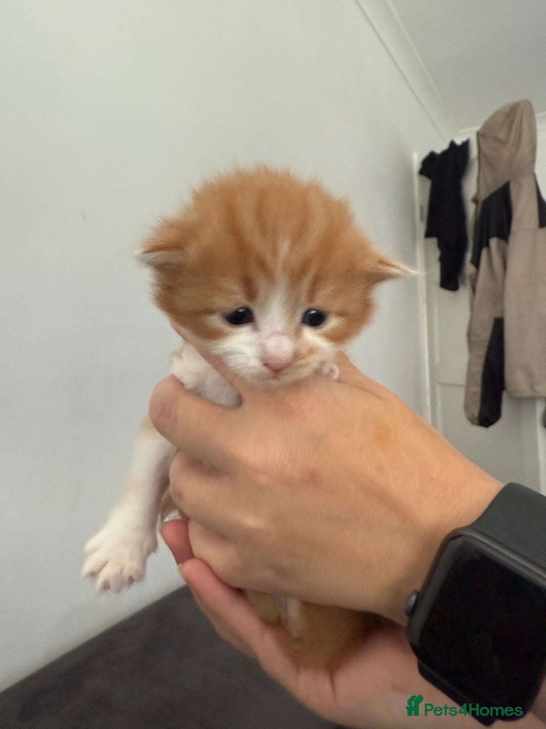 Bengal cats for sale: Mixed Bengal Kittens - Image 7