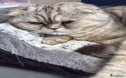 Scottish Fold cats for sale: Loving Home Wanted for Stunning Scottish Fold Girl - Image 4