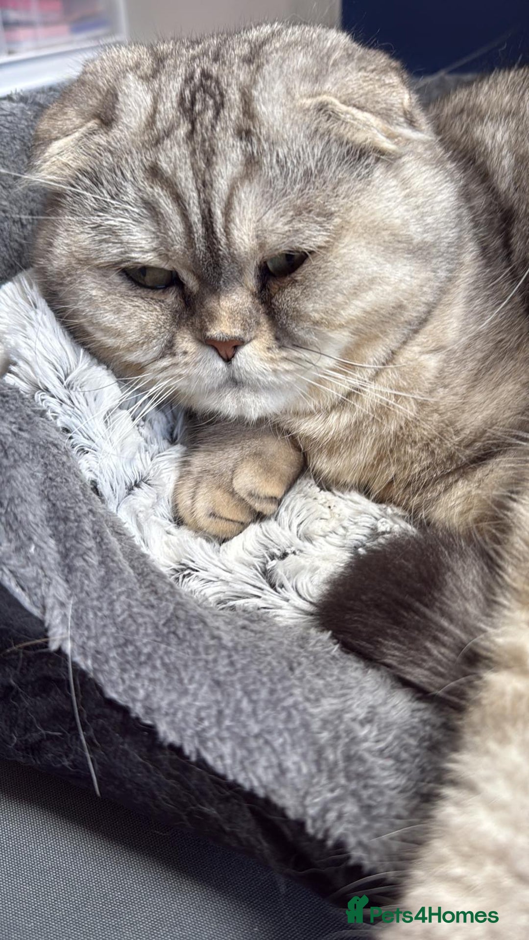 Scottish Fold cats for sale: Loving Home Wanted for Stunning Scottish Fold Girl - Image 4