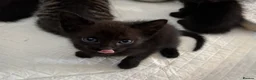 Mixed Breed cats for sale: Sphynx cross kittens x6 - Advert 8