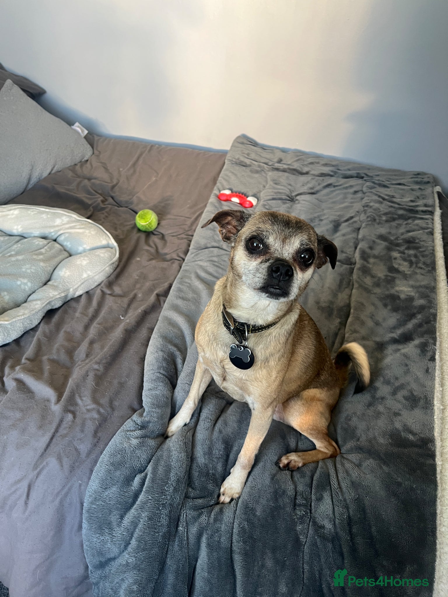 Chug dogs Lexi is looking for her forever home - Advert 1