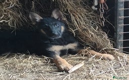 German Shepherd dogs for sale: German Shepherds - Image 2