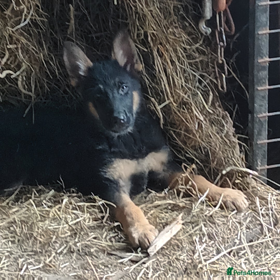 German Shepherd dogs for sale: German Shepherds - Image 2