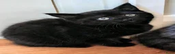 Mixed Breed cats for sale: Mix breed kittens  - Advert 8