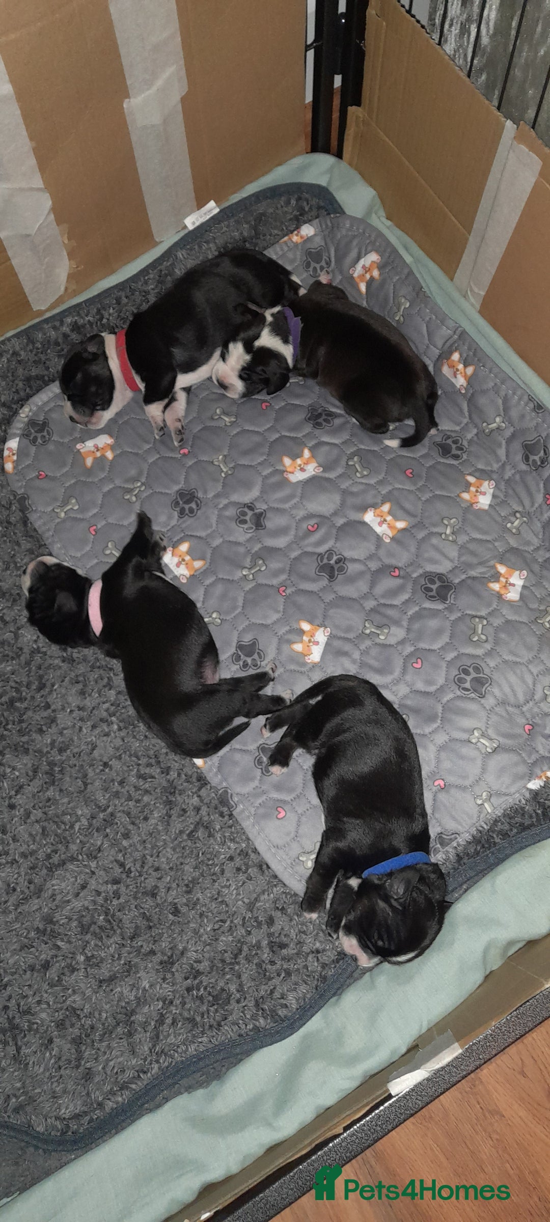 Mixed Breed dogs for sale: Staffy x Cocker Spaniel  - Advert 20