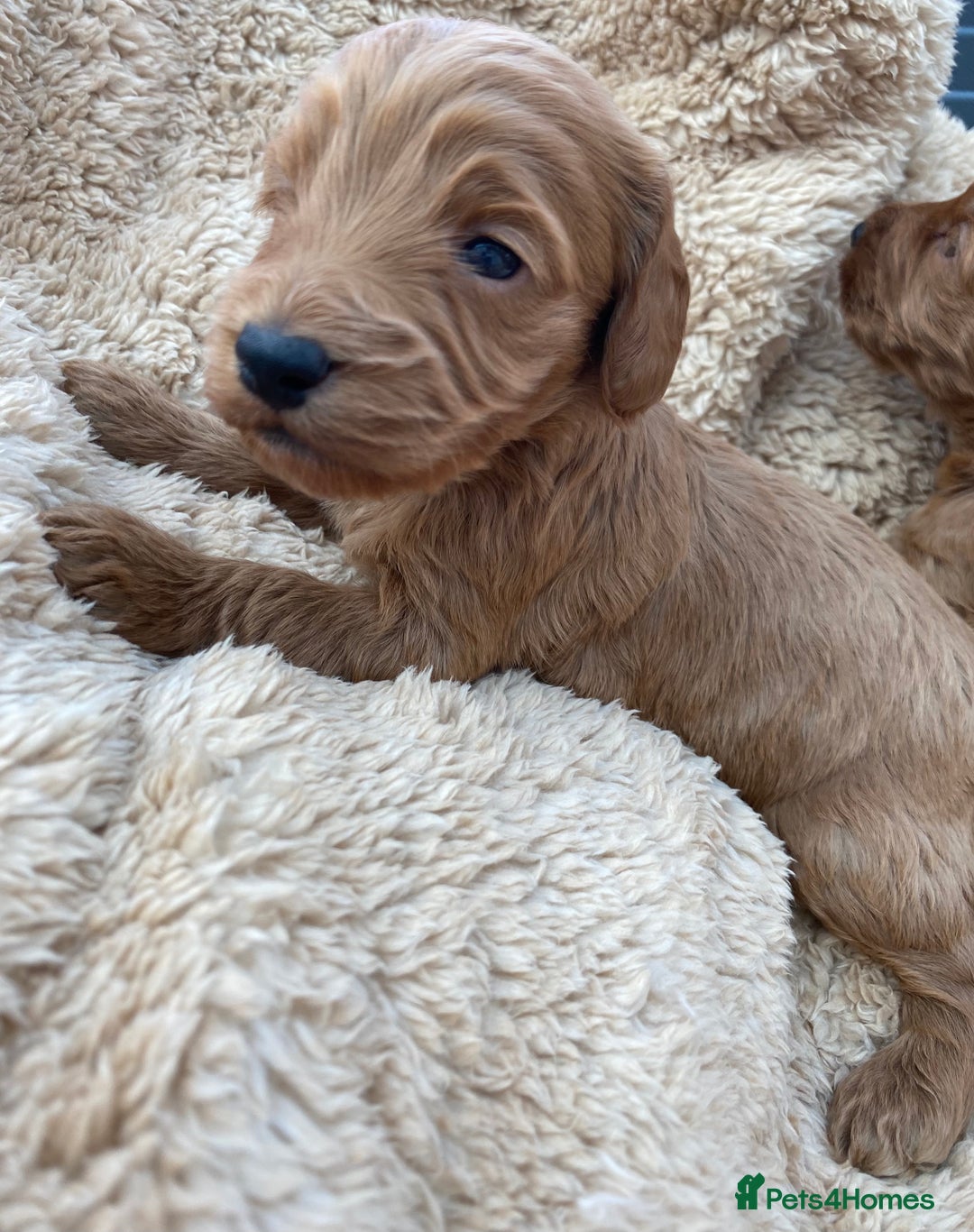 Cockapoo dogs for sale: F1 Cockapoo Puppies  - Image 13