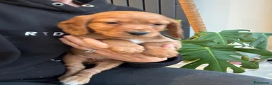 Cocker Spaniel 2