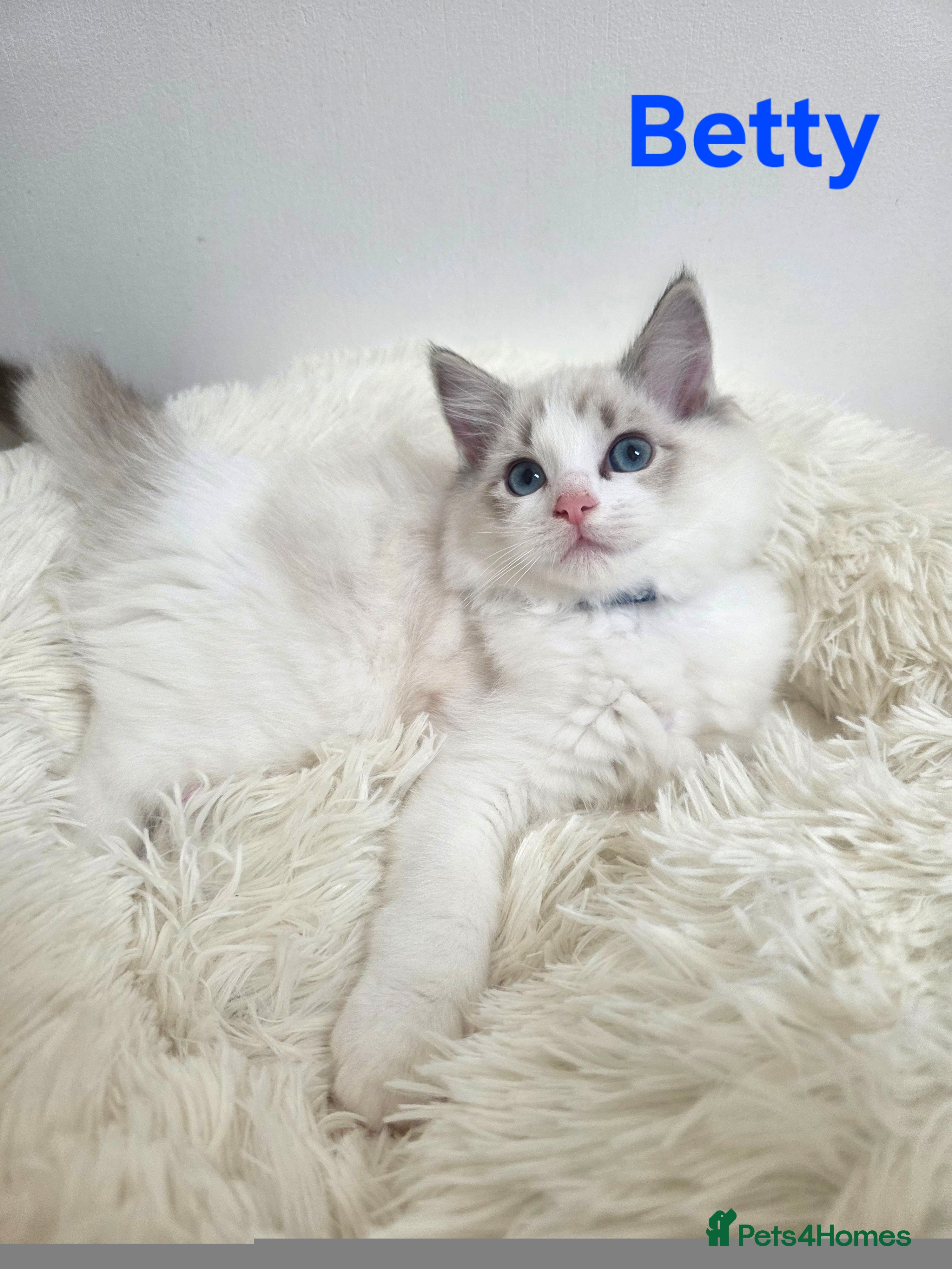 Ragdoll cats 💕GCCF registered ragdoll kittens💕 - Advert 4
