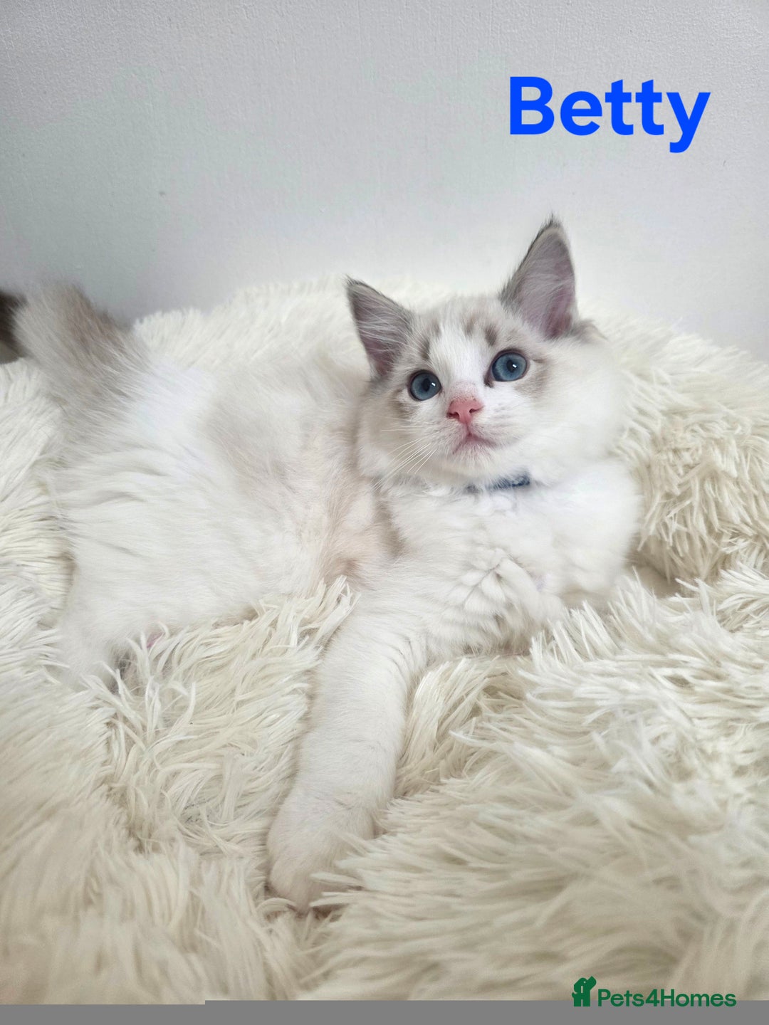 Ragdoll cats for sale: 💕GCCF registered ragdoll kittens💕 - Advert 1