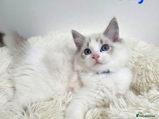 Ragdoll cats 💕GCCF registered ragdoll kittens💕 - Advert 1