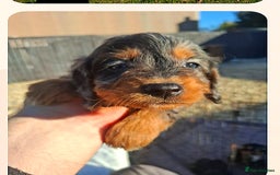 Cockapoo dogs for sale: Cockapoo puppies f1 Rare exceptional litter!!!!♥️ - Image 6