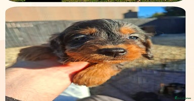 Cockapoo dogs - Advert 9