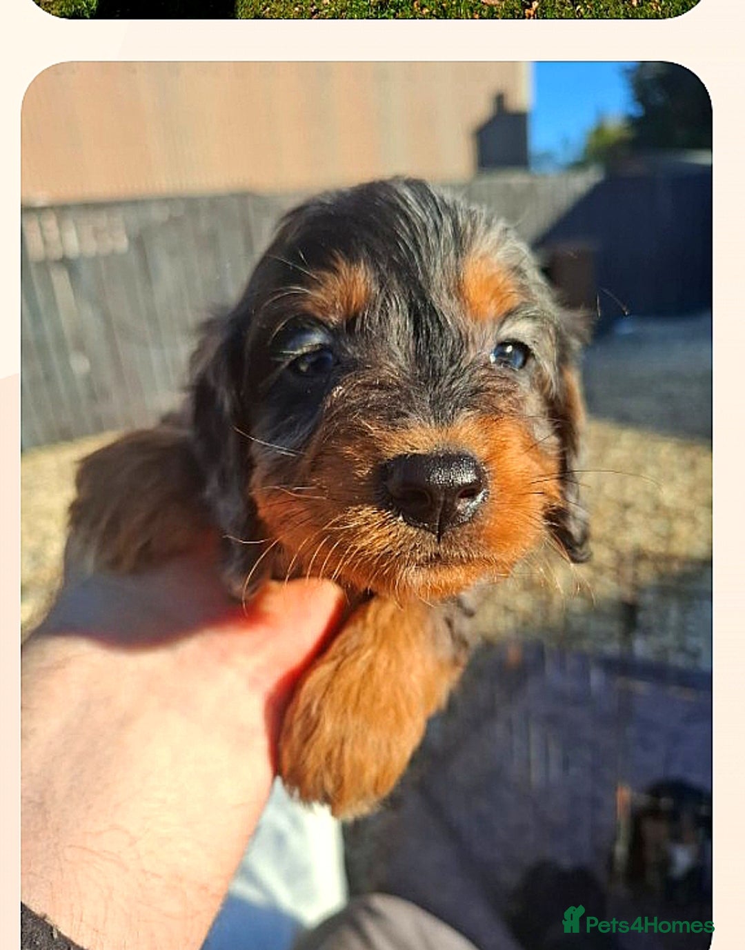 Cockapoo dogs for sale: Cockapoo puppies f1 Rare exceptional litter!!!!♥️ - Image 6