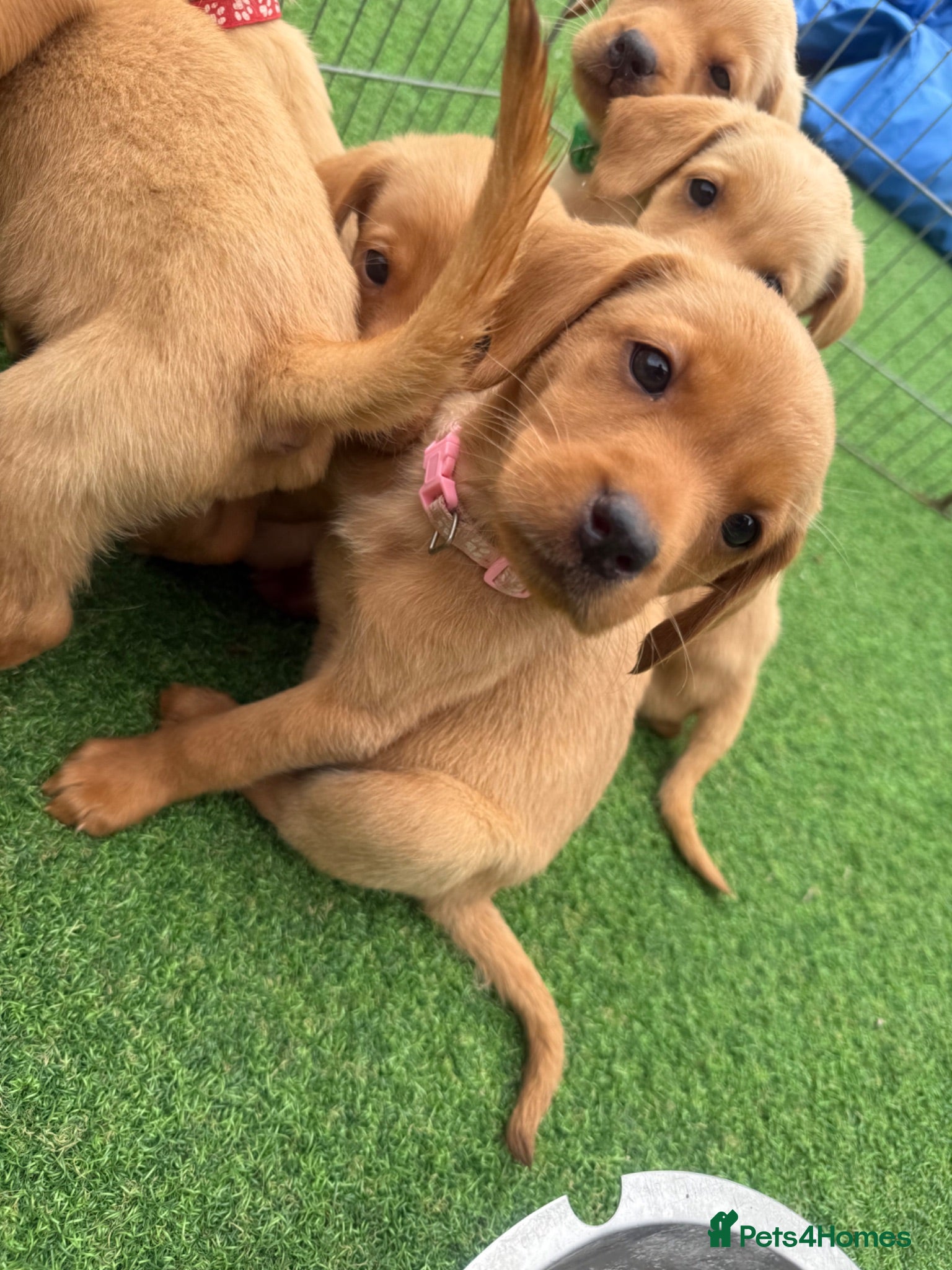 Labrador Retriever dogs KC registered Labradors ready the 10th July!!!!! - Advert 2