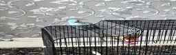 Ringnecks birds for sale: RARE BLUE INDIAN RINGNECK in Birmingham - Advert 5