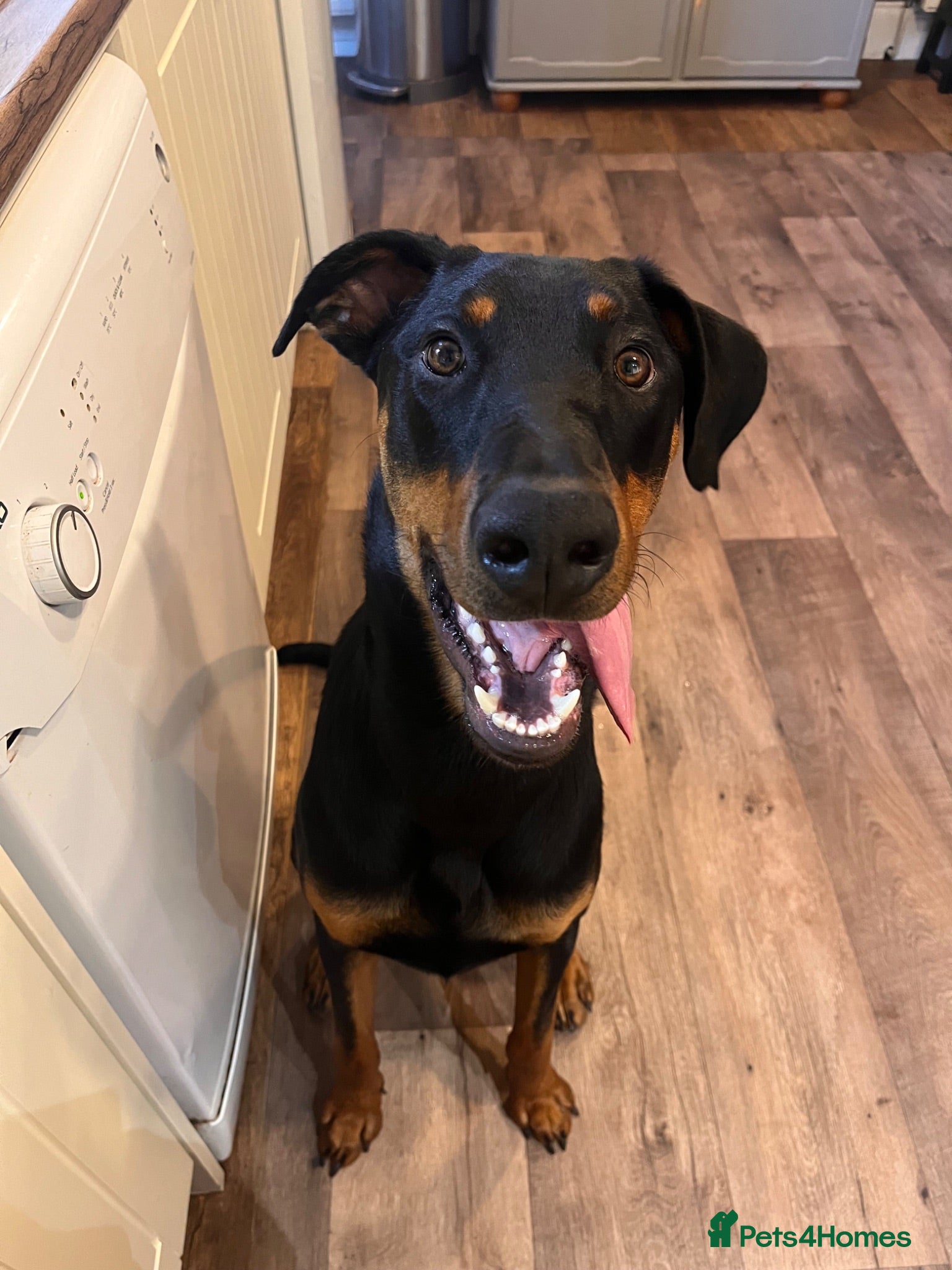 Mixed Breed dogs Doberman cross  - Advert 1