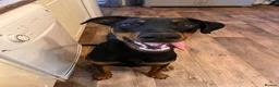 Mixed Breed dogs for sale: Doberman cross  - Advert 1