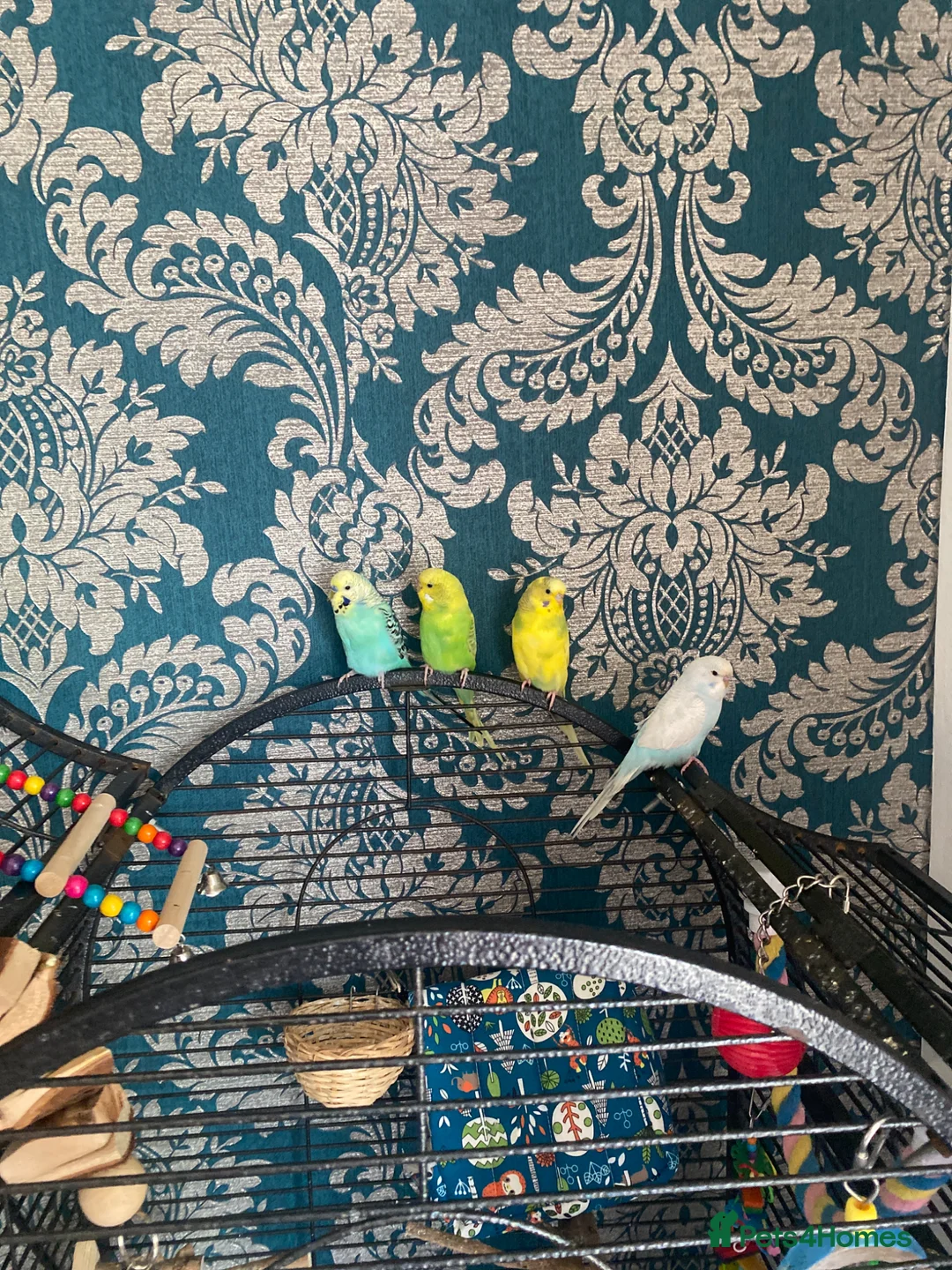 Budgerigars birds for sale: 4 budgies+ 1 canary  in Burnley - Advert 1