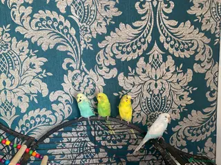 Budgerigars birds 4 budgies+ 1 canary - Advert 1