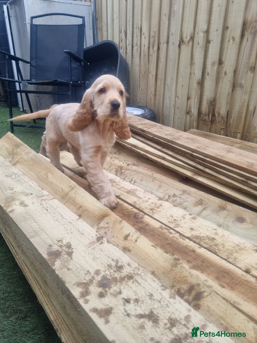 Cocker Spaniel dogs for sale: 1 boy show type cocker spaniel puppy left!!! - Advert 3