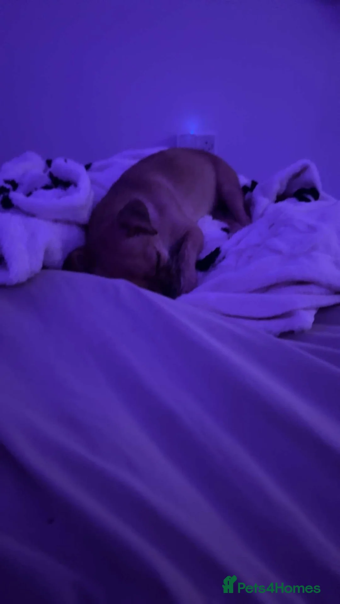 Mixed Breed dogs for sale: lovely dog - Advert 5