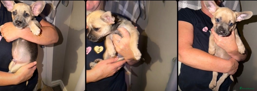 Mixed Breed dogs READY NOW French Bull dog cross Chihuahua puppies  - Advert 1