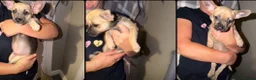Mixed Breed dogs for sale: READY NOW French Bull dog cross Chihuahua puppies  - Advert 12