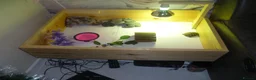 Hermann Tortoise reptiles for sale: 2x Hermann Tortoises With Tortoise Table SetUp in Bournemouth - Advert 4