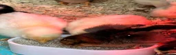 Chickens poultry for sale: Chicks, Pekin Bantams, Serama, Olive Eggers - Advert 6