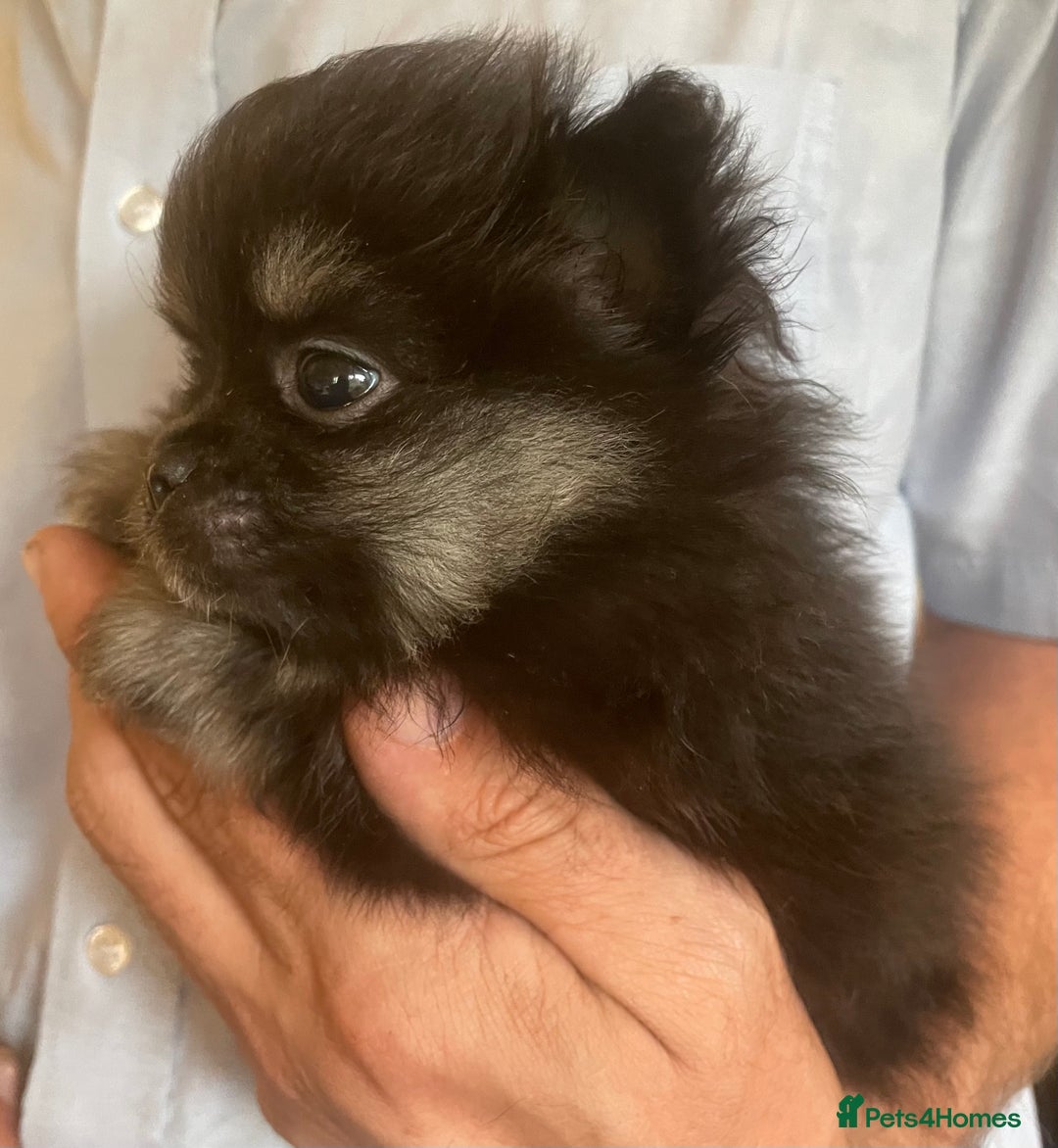 Pomeranian dogs for sale: Lovely boy pup available to good home only - Image 2