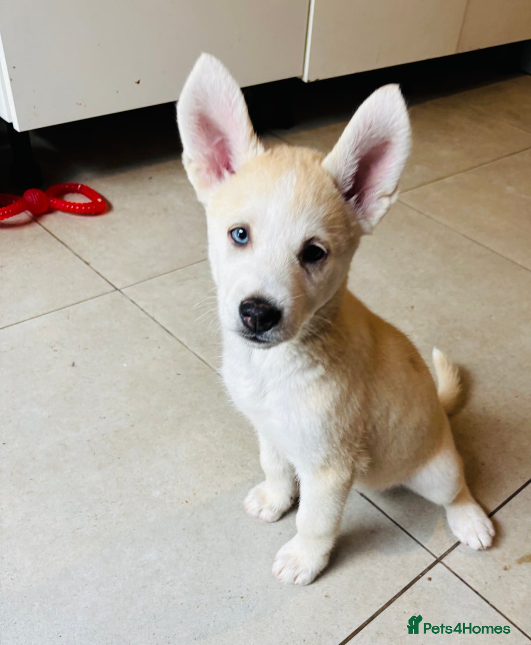 Pomsky dogs for sale: Adorable Blue Eyed 🐾 Long Eared Pomskies  - Image 27