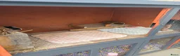 Guinea Pig rodents for sale: 2 x female guinea pigs cage and accessories in Burnham-on-Sea - Advert 11