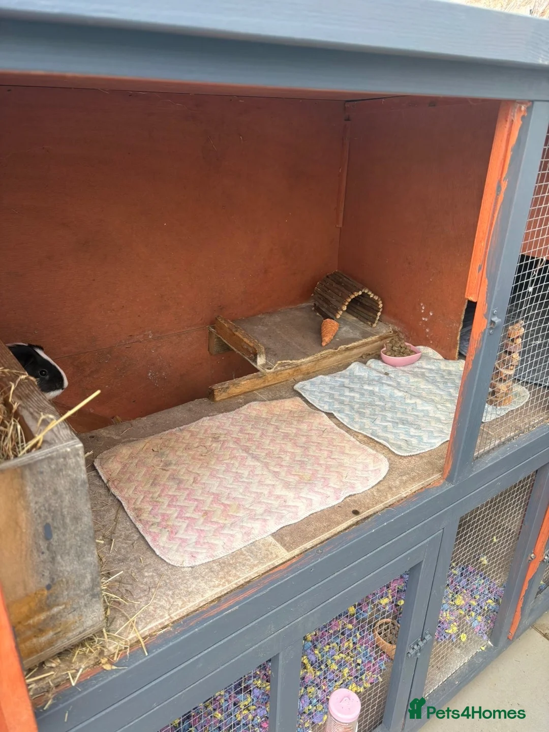 Guinea Pig rodents for sale: 2 x female guinea pigs cage and accessories in Burnham-on-Sea - Advert 11