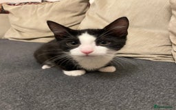 Domestic Shorthair cats for sale: Female domestic cat – 1 year old - Image 11