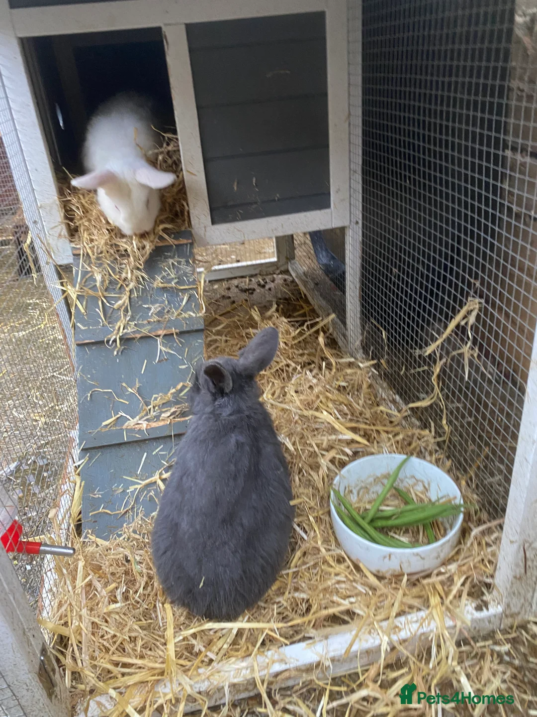 Mixed Breed rabbits for sale: Baby rabbits for sale - Advert 1