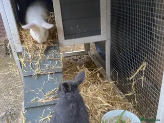 Mixed Breed rabbits Baby rabbits for sale - Advert 3