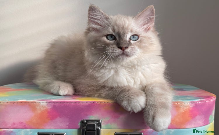 Ragdoll cats - Advert 4