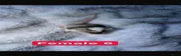 Mouse rodents for sale: Baby mice  - Advert 28
