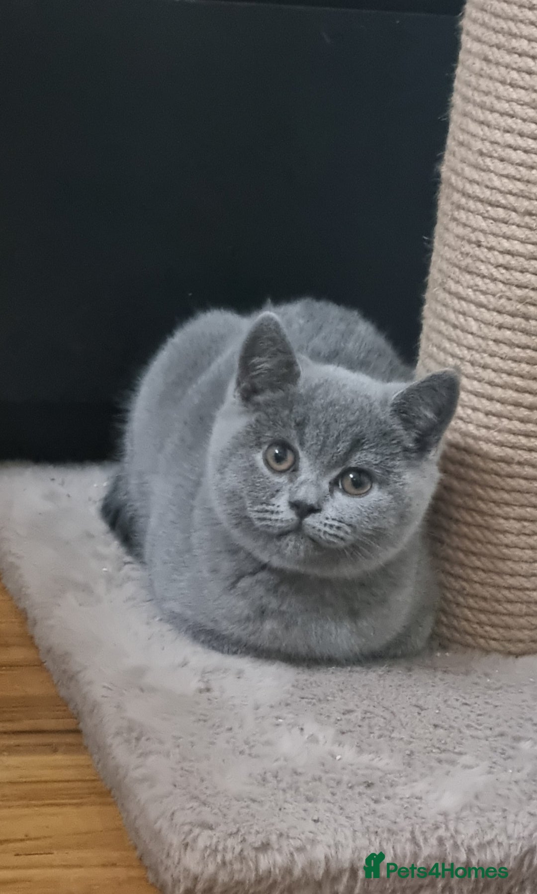Scottish Fold cats for sale: Ready for new home 😻 - Image 4
