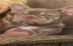 French Bulldog dogs for sale: New shade Isabella female 6month old - Image 1