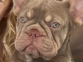 French Bulldog dogs - Advert 22