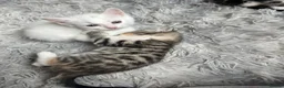 Mixed Breed cats for sale: Half Maine coon kittens  - Advert 18