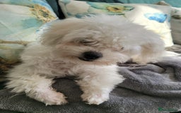 Bichon Frise dogs for sale: Beautiful Female Bichon Frise – Looking for a home - Advert 13