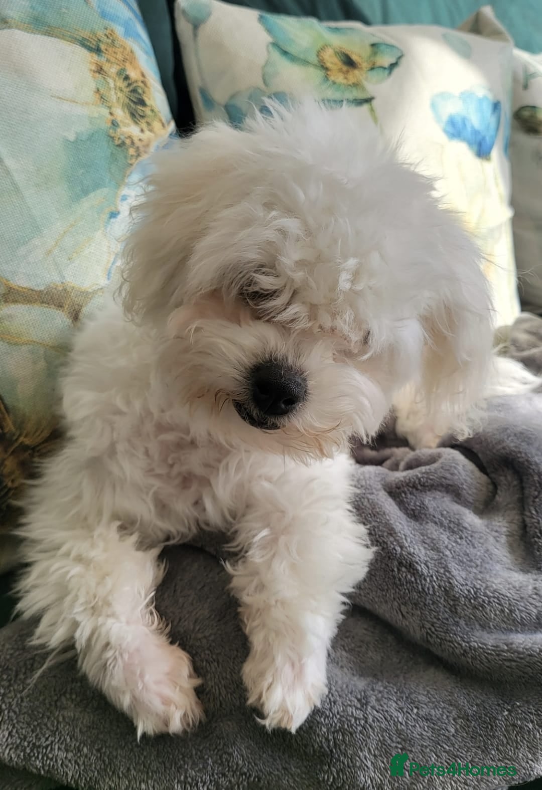 Bichon Frise dogs for sale: Beautiful Female Bichon Frise – Looking for a home - Advert 13