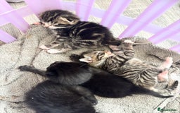 Mixed Breed cats for sale: Cuddly mixed breed kittens - Image 1